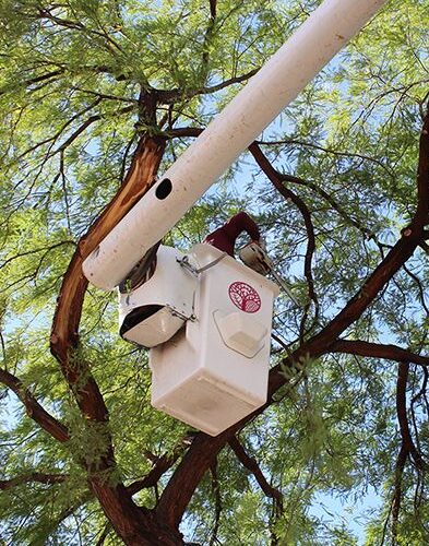 Complete Tree Care Services Complete Tree Care Services